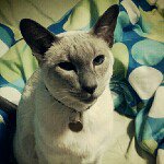 Profile Picture of Laura Irvine (@kiya53) on Instagram