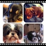 Profile Picture of Missy, Hazel, Jimmy (@3.puppies) on Instagram