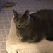 Profile Picture of Beverly Hammond (@glamerpuss) on Pinterest