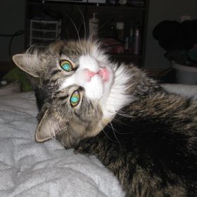 Profile Picture of Kelly Cyr (@kcyr3) on Pinterest