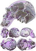 Ndutu cranium - Wikipedia, the free encyclopedia - Wikipedia Profile Picture of Ndutu cranium - Wikipedia, the free encyclopediaon Wikipedia