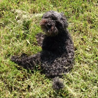 Profile Picture of Bryan Chippendale (@TheChippendale) on Twitter