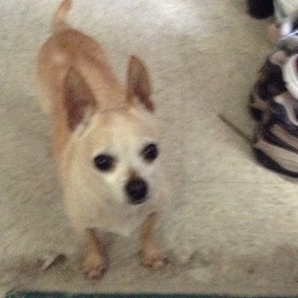 Profile Picture of Kaylie Nguyen (@kbn68) on Poshmark