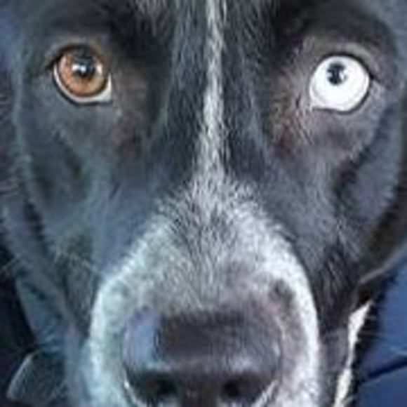 Profile Picture of Sean Lineaweaver (@slineaweaver) on Poshmark