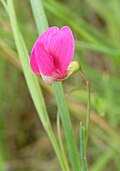 Profile Picture of Lathyruson Wikipedia
