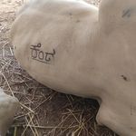 Profile Picture of Huli kenda 💖 Gopal Anna Kara (@kingmakerhulikenda) on Instagram