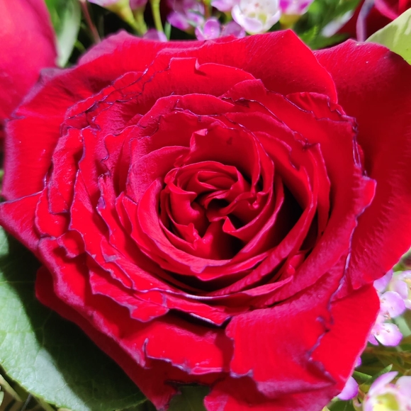 Profile Picture of Holly Lamondo (@hl23) on Poshmark