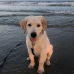Profile Picture of Grady (@goldengradychs) on Instagram
