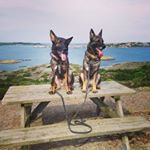 Profile Picture of Nancy & Negus🐾 (@gramanns_nancynegus) on Instagram