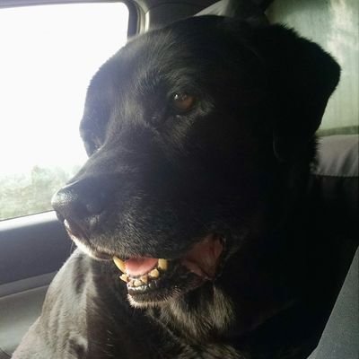 Profile Picture of Mark Waldo (@rmwaldo) on Twitter