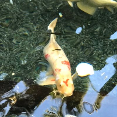 Profile Picture of A Tannahill (@ATannahill31) on Twitter