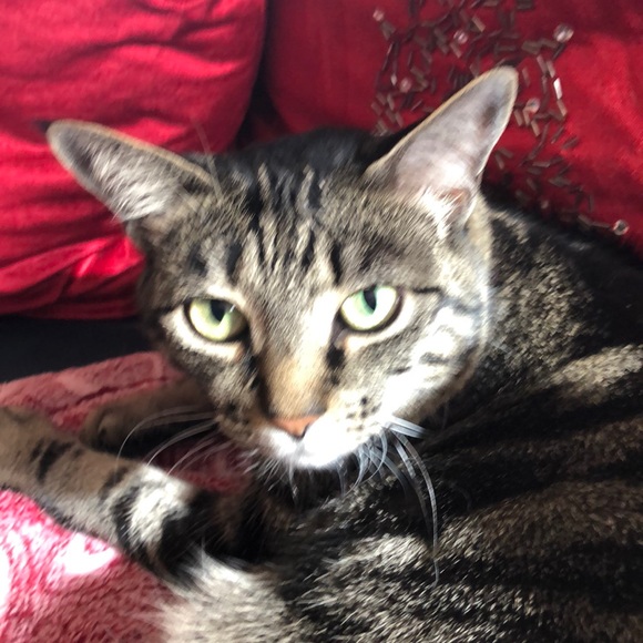 Profile Picture of Cristina Otey (@wildluna11) on Poshmark