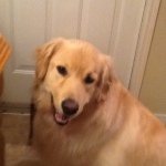 Profile Picture of Hanson Jacque (@pupslayer501) on Instagram