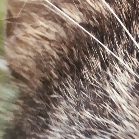 Profile Picture of Shay Morgan (@nadiarivera00) on Poshmark