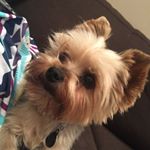 Profile Picture of Max Brady (@max_the_yorkie__) on Instagram