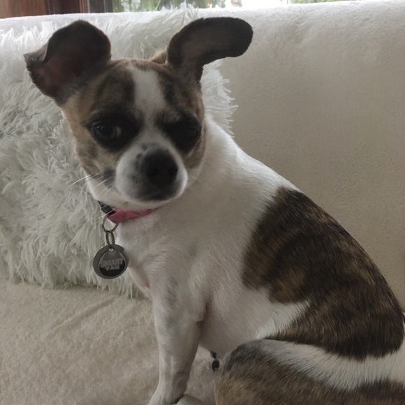 Donna Laplaca - Poshmark Profile Picture of Donna Laplaca (@goforitgirl) on Poshmark