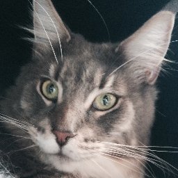 Profile Picture of Thomas Birner (@Katerschreck) on Twitter