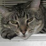 Profile Picture of Jim Millman (@jimillman) on Instagram