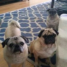 Profile Picture of Boca Pugs (@BocaPugs) on Twitter