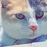 Rachael Reese - Instagram Profile Picture of Rachael Reese (@starcash1994) on Instagram