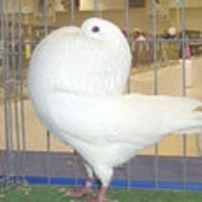 Profile Picture of Mike Tyson's Pigeon (@TysonsPigeon) on Twitter