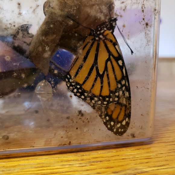 Profile Picture of Kristy Boozer (@kristyboozer) on Poshmark