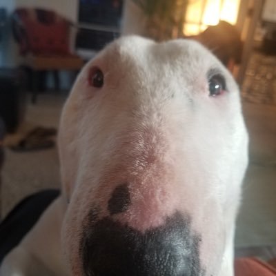 Profile Picture of Docbink (@sambinkley1) on Twitter