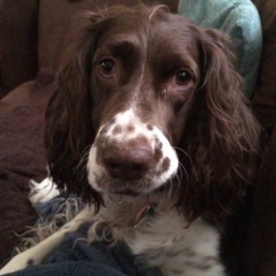 Profile Picture of Cookie The Springer (@CookieForgotch) on Twitter