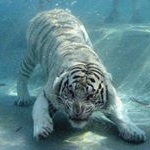 Profile Picture of Tom-O (@tooearlytommy) on Instagram