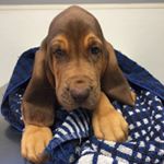 Profile Picture of Samwell.The.Bloodhound (@samwell.the.bloodhound) on Instagram