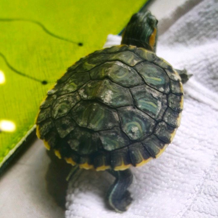 Jerell - Tiktok Profile Picture of Jerell (@jerellling) on Tiktok