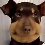 Profile Picture of 𝔹𝕚𝕘 𝔹𝕠𝕠𝕥𝕪 𝕁𝕦𝕕𝕚𝕖 🍑✨🧡 (@iam.judie) on Instagram