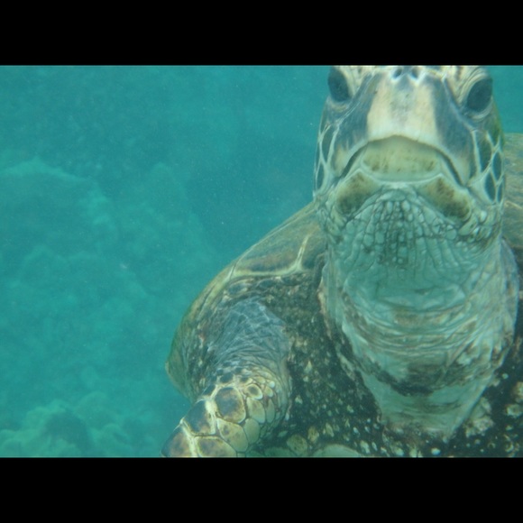 Profile Picture of Rhea Bennett (@rheabennett) on Poshmark