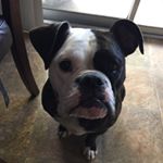 Profile Picture of Charlie (BeeBee) McGrath (@chunkybuttmcbeeble) on Instagram