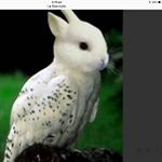 Profile Picture of Lara Cassells (@lara_cassells) on Instagram