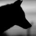 Profile Picture of David Kononenko (@davkon2020) on Pinterest