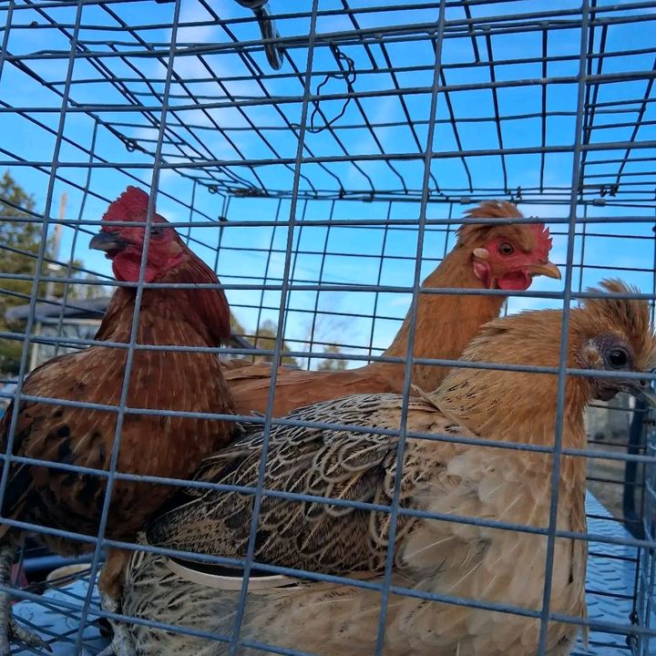 Profile Picture of Georgie Rooster (@georgierooster) on Tiktok