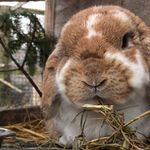 Profile Picture of Prince Edward, Pepper, & Lucy (@prince_pepper_and_lucy) on Instagram