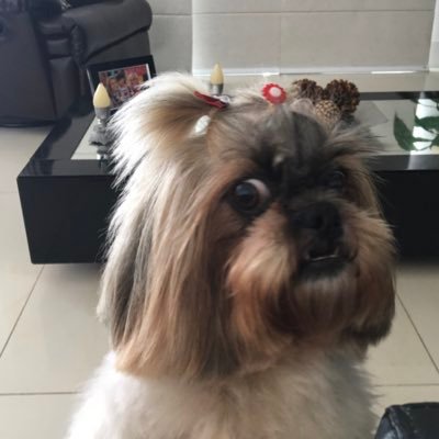 David Salomon Khalil - Twitter Profile Picture of David Salomon Khalil (@SalomonKhalil) on Twitter