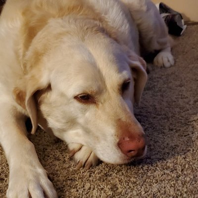 Profile Picture of Randy Noble (@Randyno53178893) on Twitter