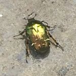 Profile Picture of walthamstow_wildlife_walks (@walthamstow_wildlife_walks) on Instagram