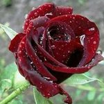 Profile Picture of Mohamed Noaman (@mohamed.noaman.9235) on Instagram