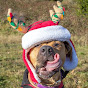 Profile Picture of Whatcom Humane Society (@Dogs!) on Tiktok