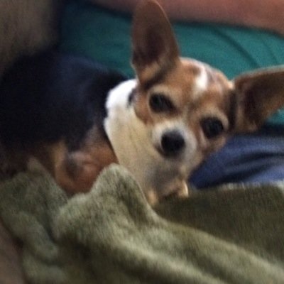 Profile Picture of Dixie Woods (@woods_dixie) on Twitter