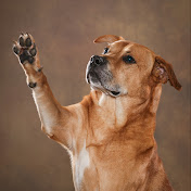 Profile Picture of Alexander Rubino (@grizzlyindabed) on Youtube