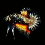 Profile Picture of betta_retro_scoby (@betta_retro_scob) on Instagram