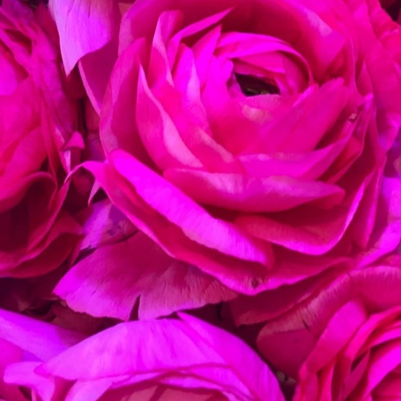 Profile Picture of Rosio Gutierrez (@proroxy1992) on Poshmark