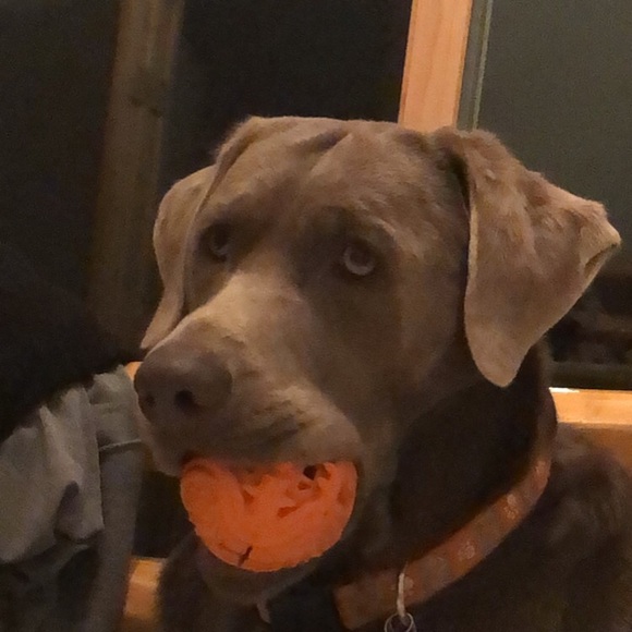 Profile Picture of Shannon Grettenberger (@sgrettenberger) on Poshmark