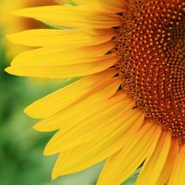 Profile Picture of Mark Audi (@markaudi23) on Twitter