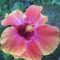 Profile Picture of Shelly Ramsey (@shelly.ramsey.7564) on Facebook